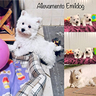 cuccioli-west-highland-w-t
