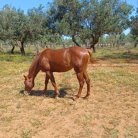 Puledro coccolone
