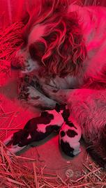 Spinger da caccia e tartufi