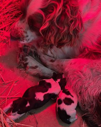 Spinger da caccia e tartufi