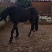 Cavallo frisone per tpr