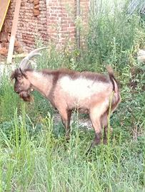 caprone