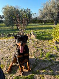 Rottweiler cucciolo alta genoalogia