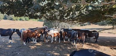 Cavalli Di Varie Razze