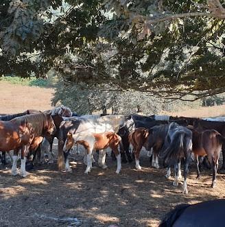 Cavalli Di Varie Razze