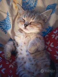 Cuccioli scottish straight