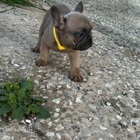 Cucciolo Bulldog Francese Blue Fawn