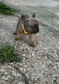 Cucciolo Bulldog Francese Blue Fawn