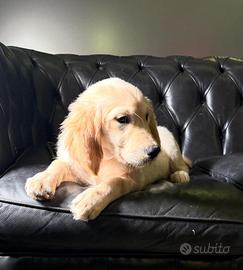 Golden retriever