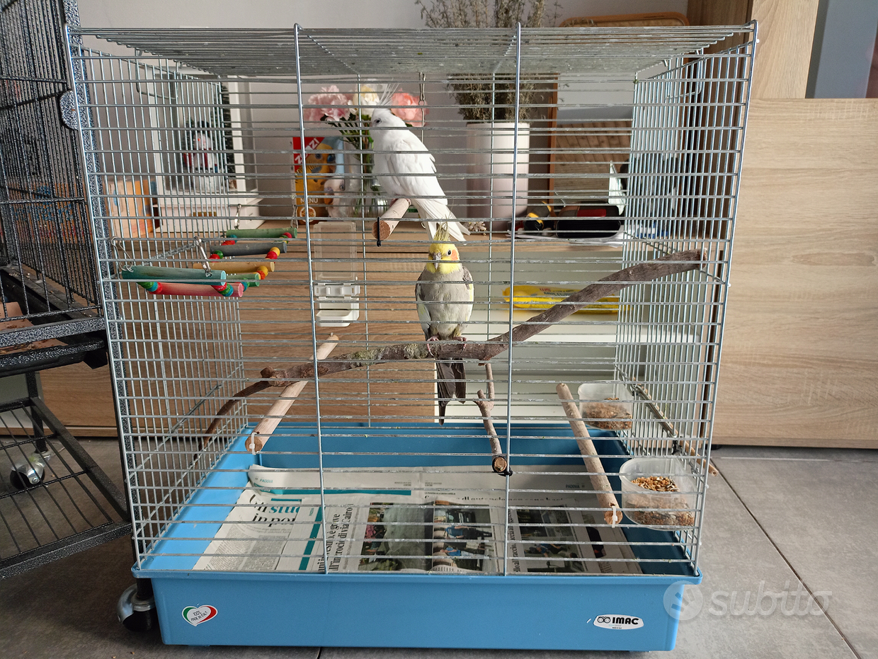 Gabbie per pappagalli calopsite - Regalo e vendita animali 