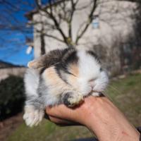 Conigli ariete minilop