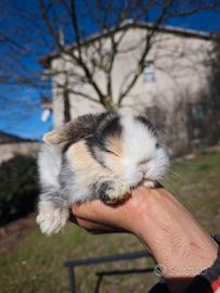 Conigli ariete minilop