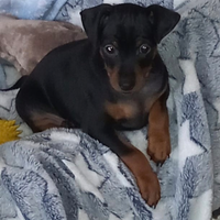 Cucciolo di zwergpinscher