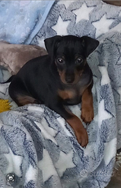 Cucciolo di zwergpinscher