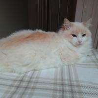 Ragdoll per accoppiamento