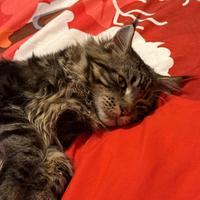 Maine Coon disponibile per monta