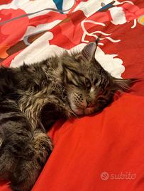 Maine Coon disponibile per monta