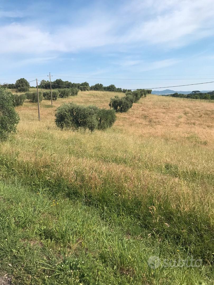 Terreno + piante di olivo - Vista 4