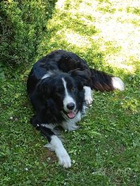 Border collie