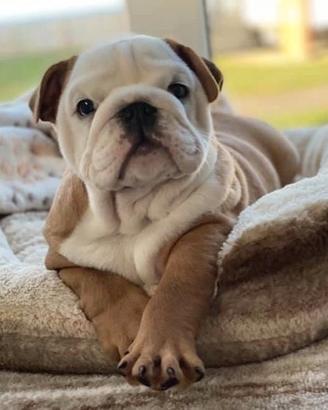 BULLDOG INGLESE - ENGLISH BULLDOG pag. agevolato
