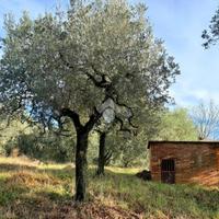 TER. AGRICOLO A CANTALUPO IN SABINA