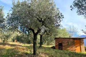 TER. AGRICOLO A CANTALUPO IN SABINA