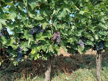 Uva sangiovese