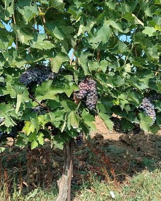 Uva sangiovese