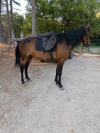 Cavalla