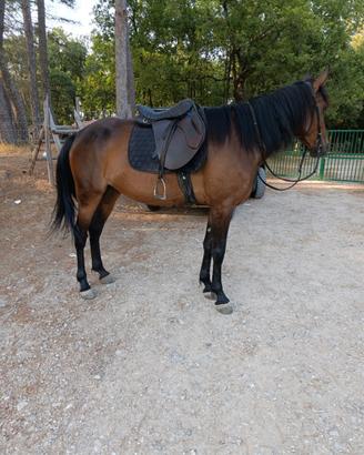 Cavalla