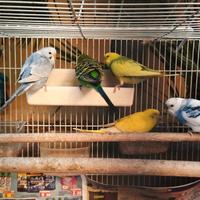 Cocorite vendita in blocco