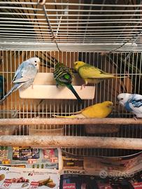 Cocorite vendita in blocco