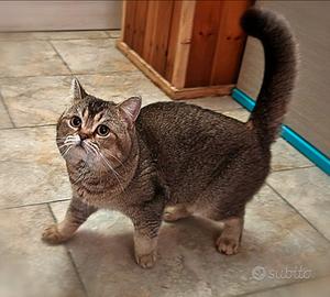 Gattine Scottish straight, con pedigree