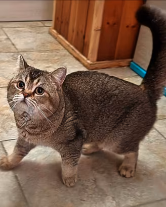 Gattine Scottish straight, con pedigree