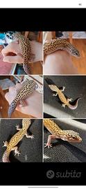 Geco leopardino