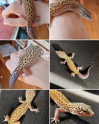Geco leopardino