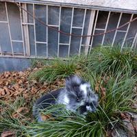 Coniglietti Testa di leone