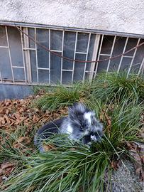 Coniglietti Testa di leone