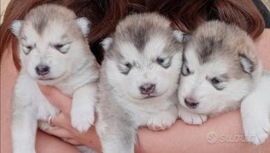 Cuccioli Alaskan Malamute