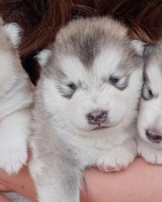 Cuccioli Alaskan Malamute