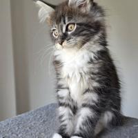 Maine coon
