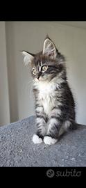 Maine coon