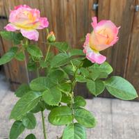 Rosà Pullman Orient Express