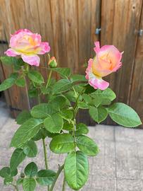 Rosà Pullman Orient Express