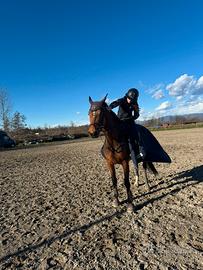 Jackie brown cavallo francese
