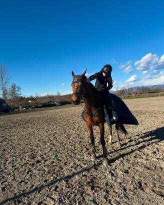 Jackie brown cavallo francese