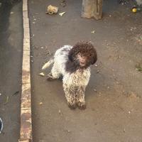 Lagotto Romagnolo