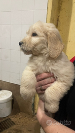 Goldendoodle