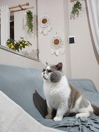 British Shorthair per monta