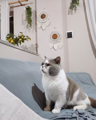 British Shorthair per monta